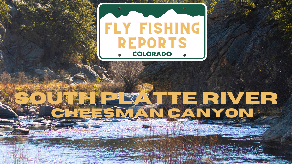 Fishing Report South Platte River at Cheesman Canyon 10.28.2024